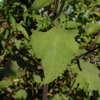 Sigesbeckia orientalis L.